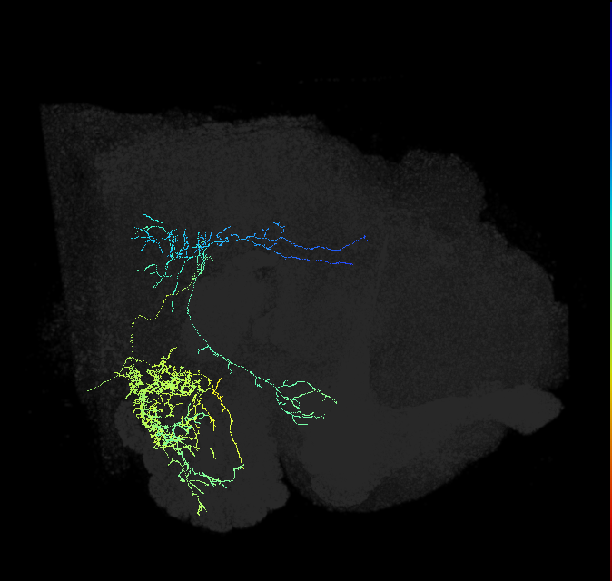 olfactory PN_R