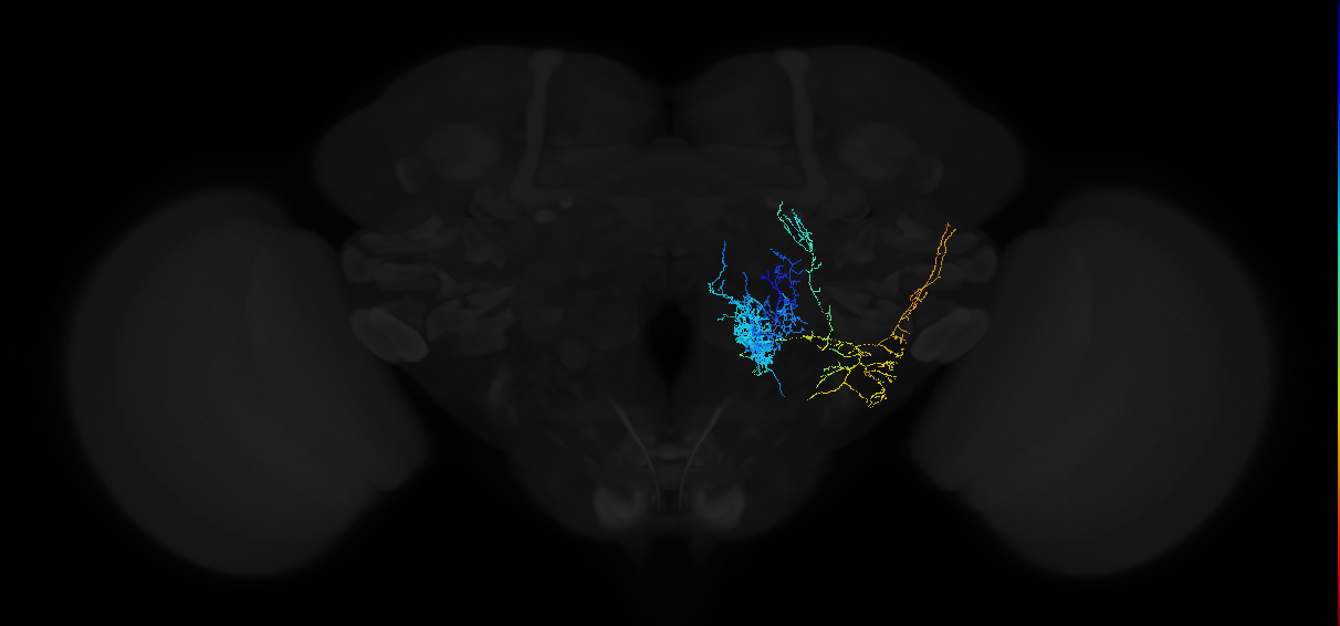 olfactory PN_R