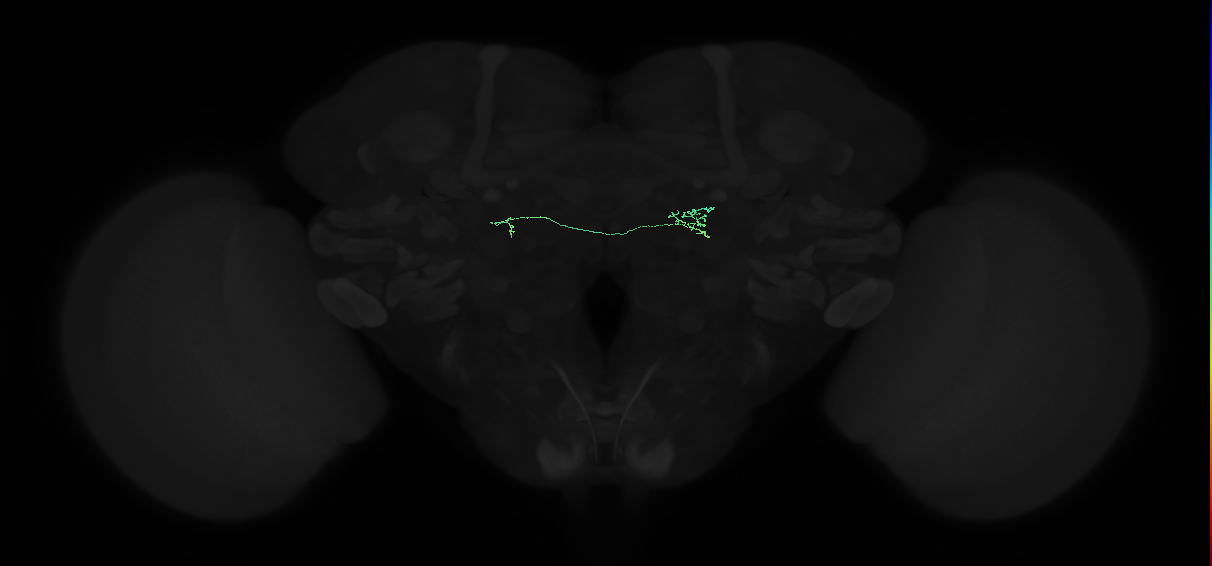 AVM09p_pct(AVM09)_L