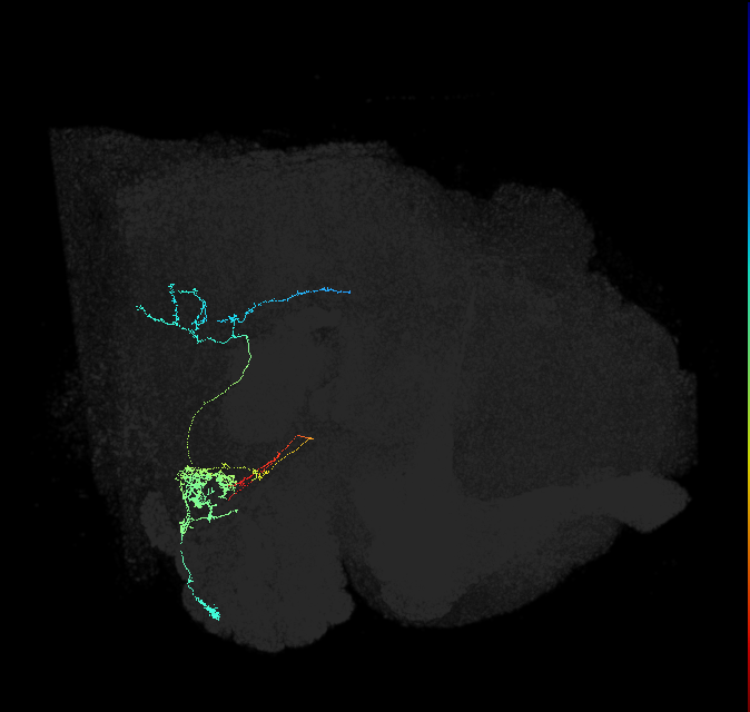 olfactory PN_R