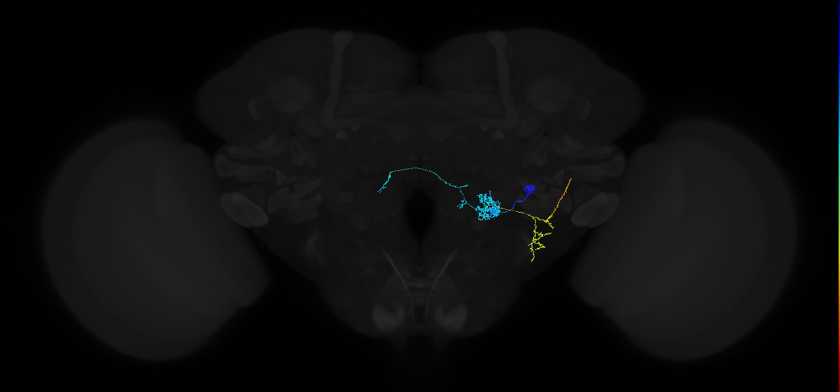 olfactory PN_R