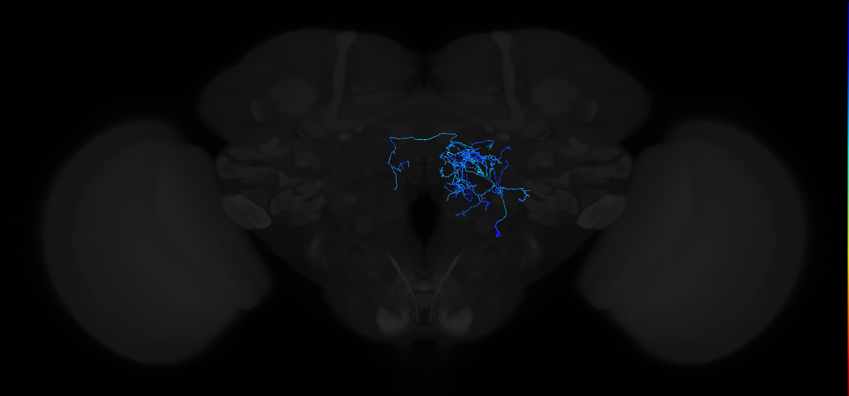 olfactory LN_R