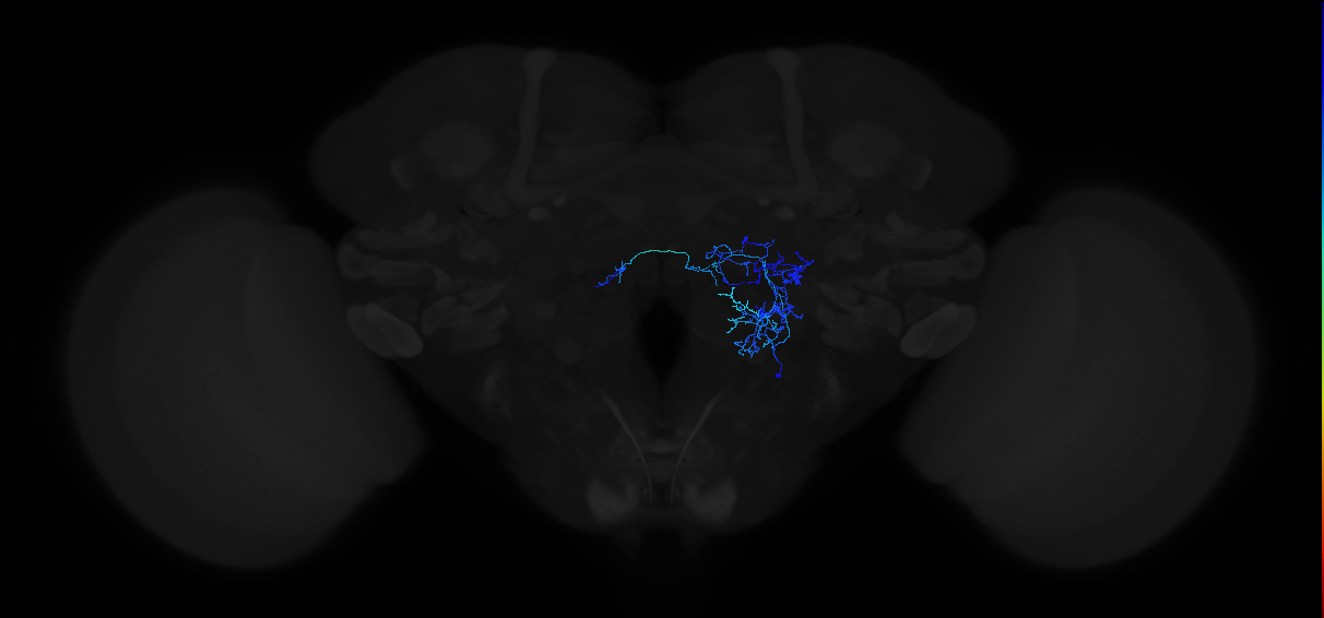 olfactory LN_R