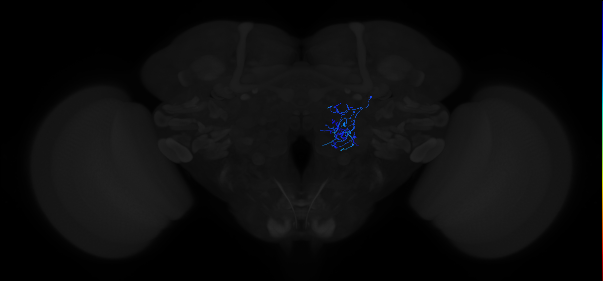 olfactory LN_R