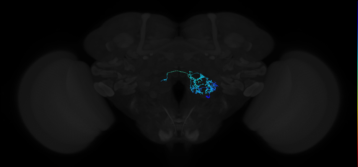 olfactory LN_R