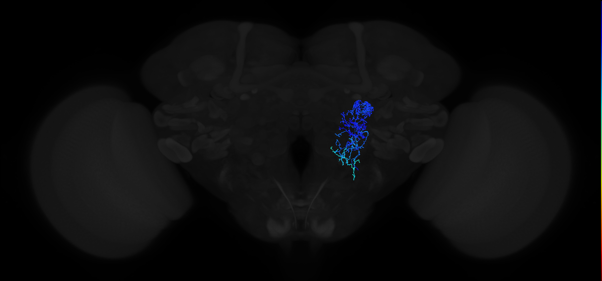 antennal lobe AST-associated neuron