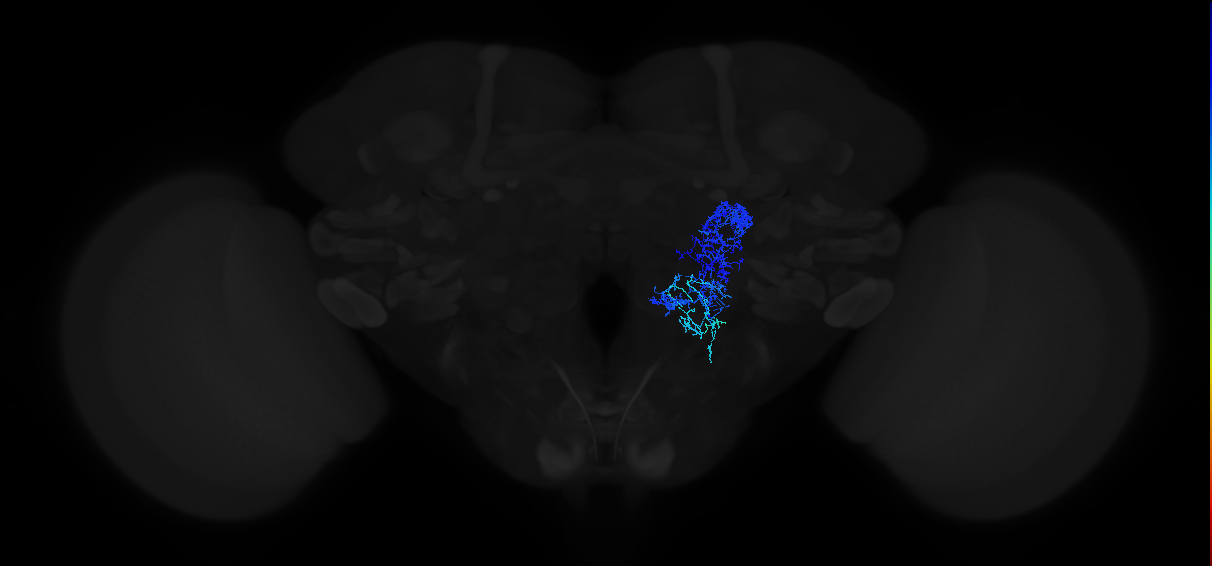 antennal lobe AST-associated neuron