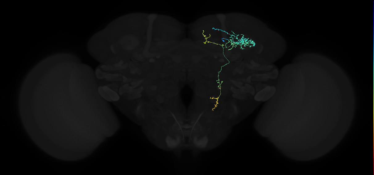 adult anterior optic tubercle neuron 015