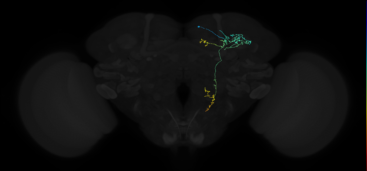 adult anterior optic tubercle neuron 015