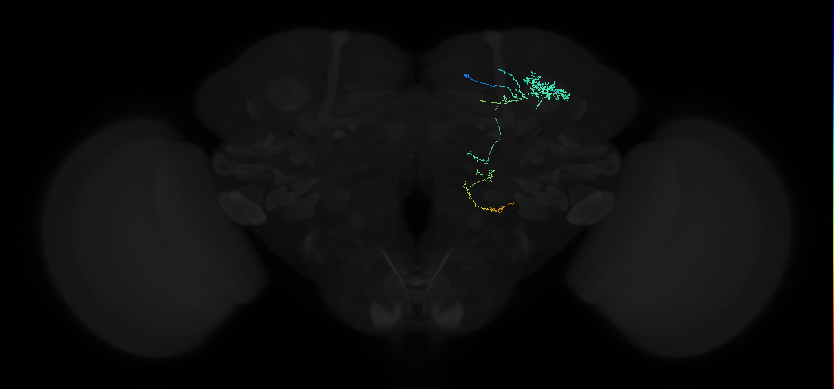 adult anterior optic tubercle neuron 016