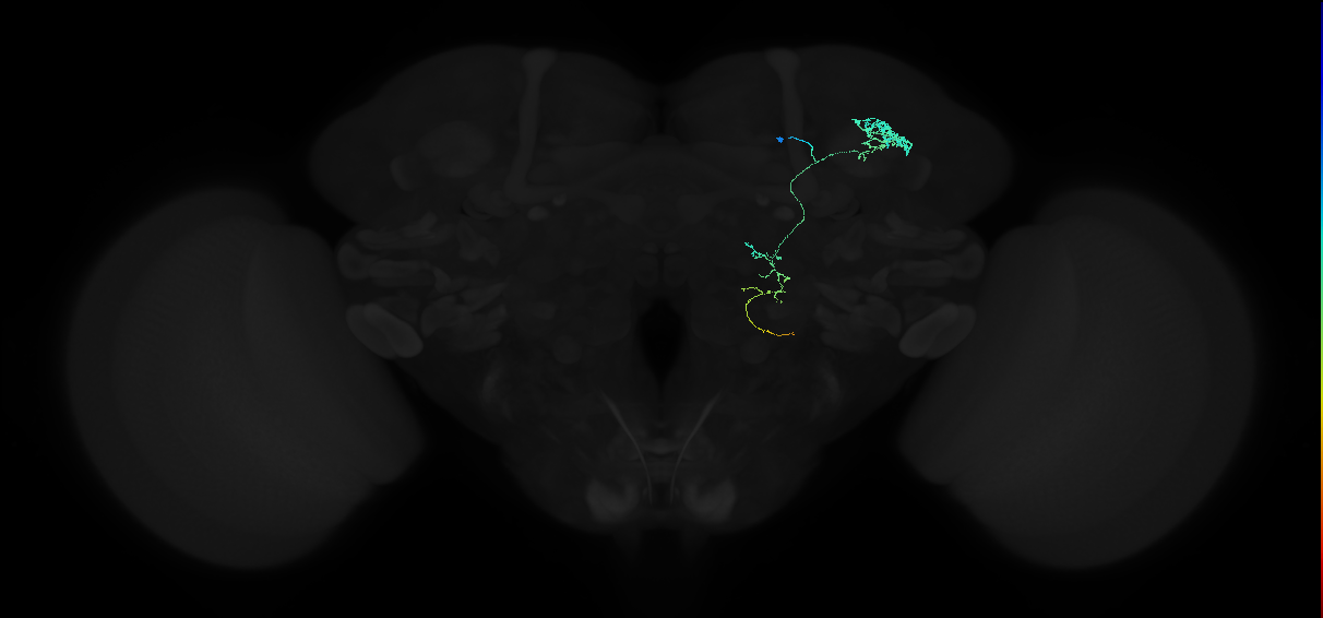 adult anterior optic tubercle neuron 016