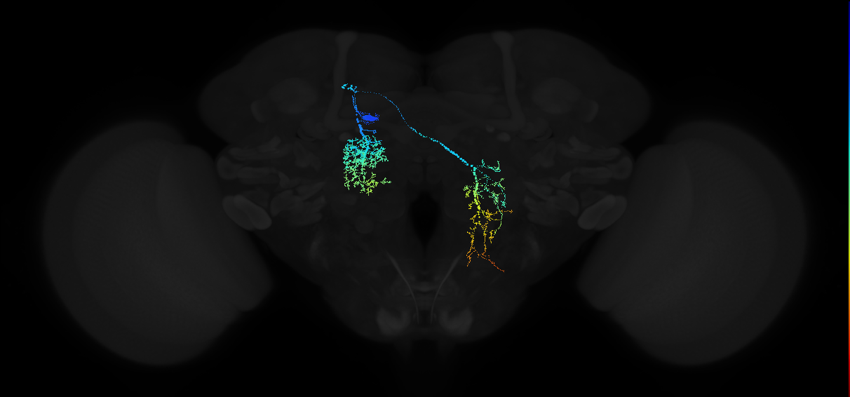 adult anterior optic tubercle neuron 019