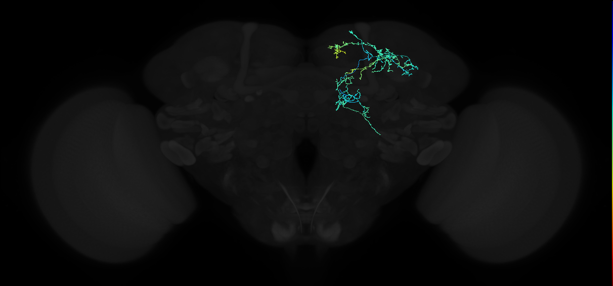 adult anterior optic tubercle neuron 020