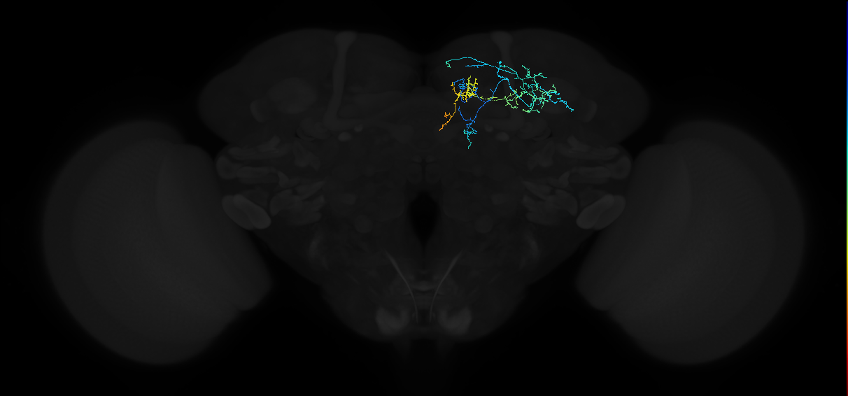 adult anterior optic tubercle neuron 021