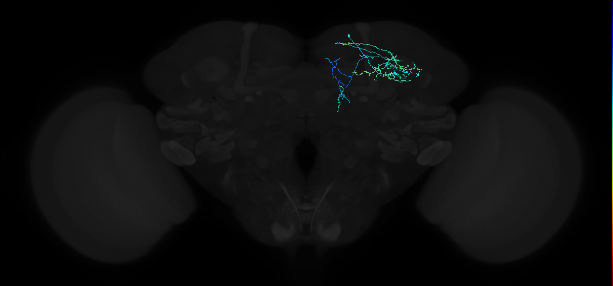 adult anterior optic tubercle neuron 022