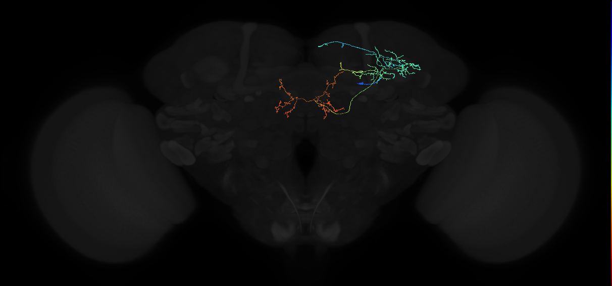 adult anterior optic tubercle neuron 024