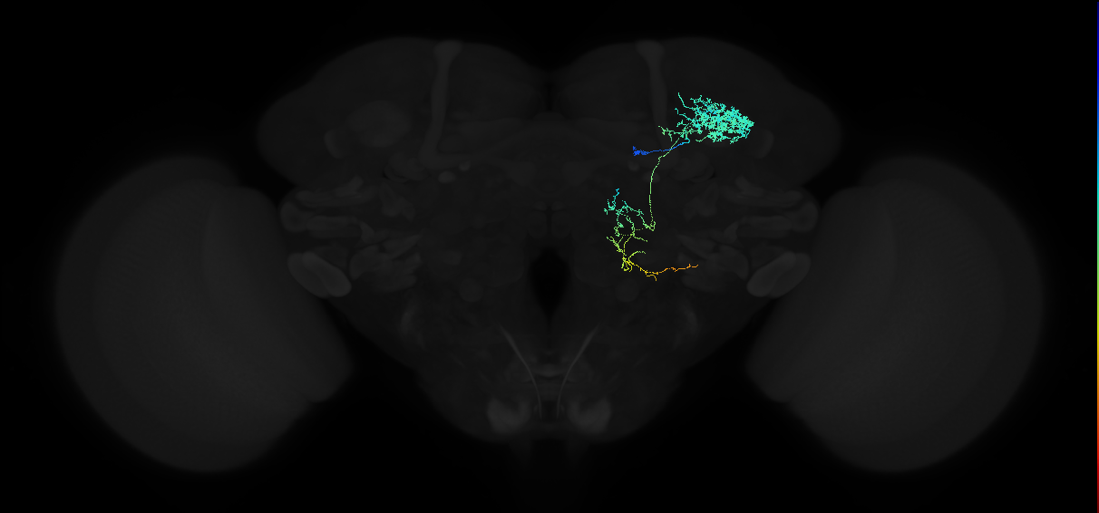 adult anterior optic tubercle neuron 027