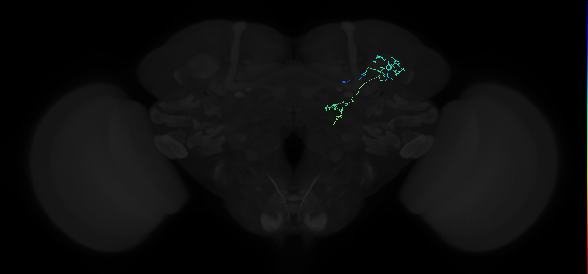 adult anterior optic tubercle neuron 031