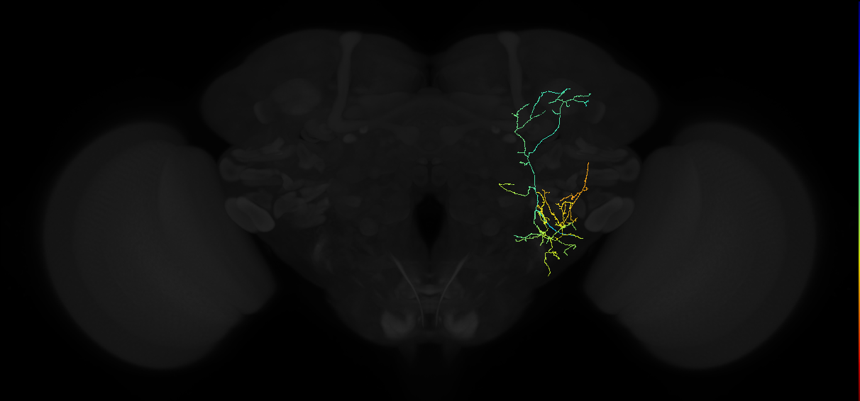 adult anterior optic tubercle neuron 032