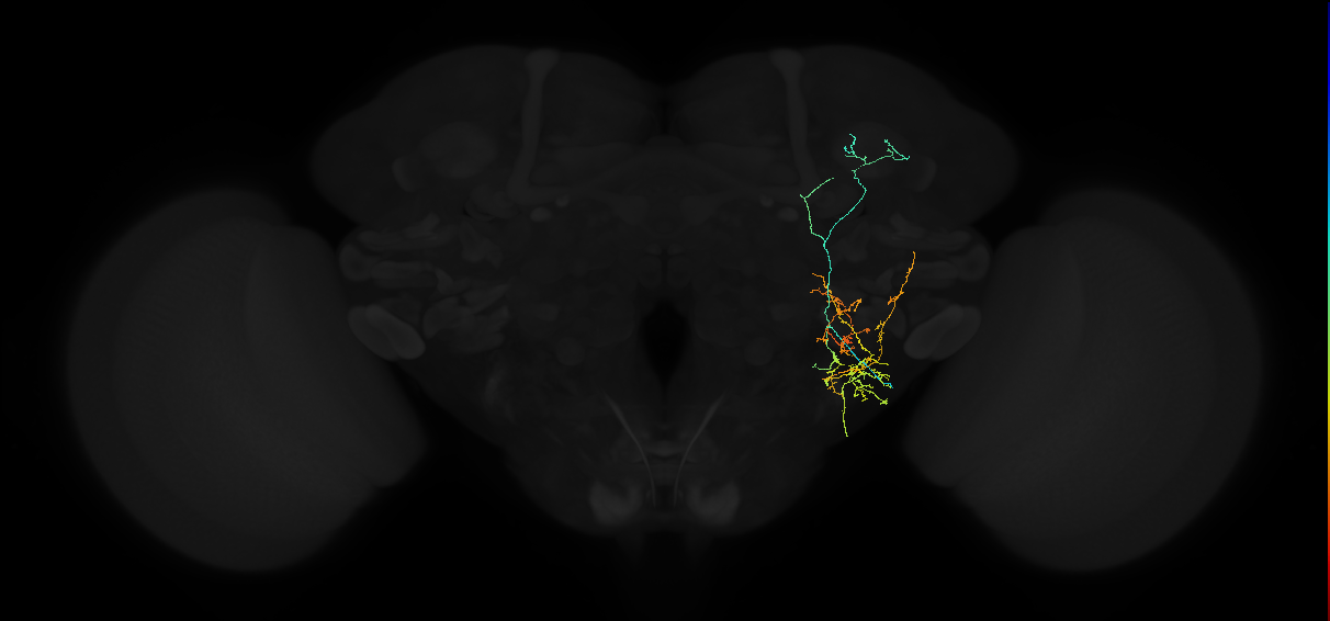 adult anterior optic tubercle neuron 032