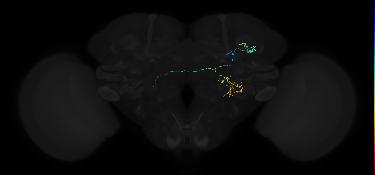 adult anterior optic tubercle neuron 036