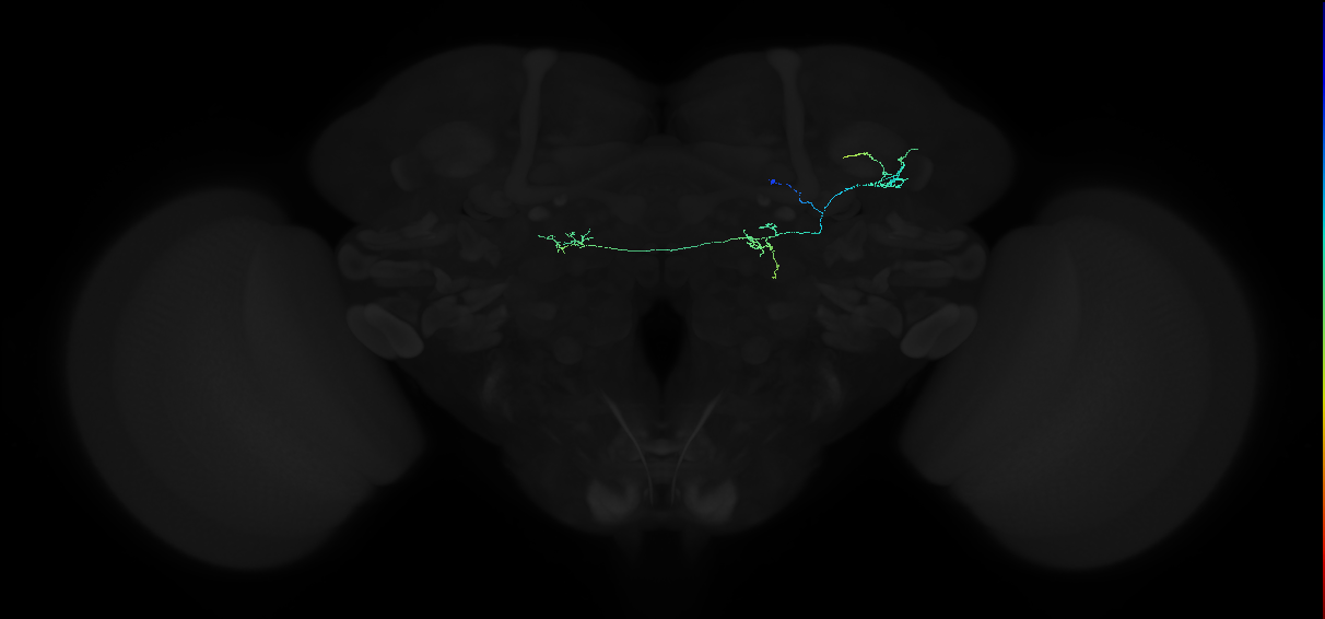 adult anterior optic tubercle neuron 039