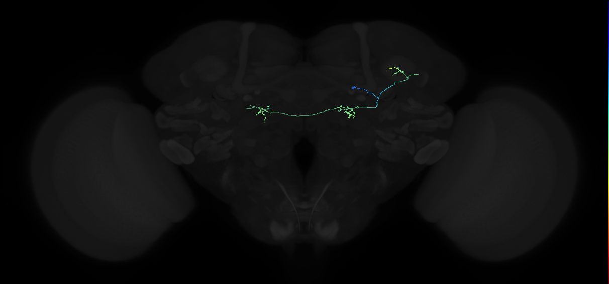 adult anterior optic tubercle neuron 040
