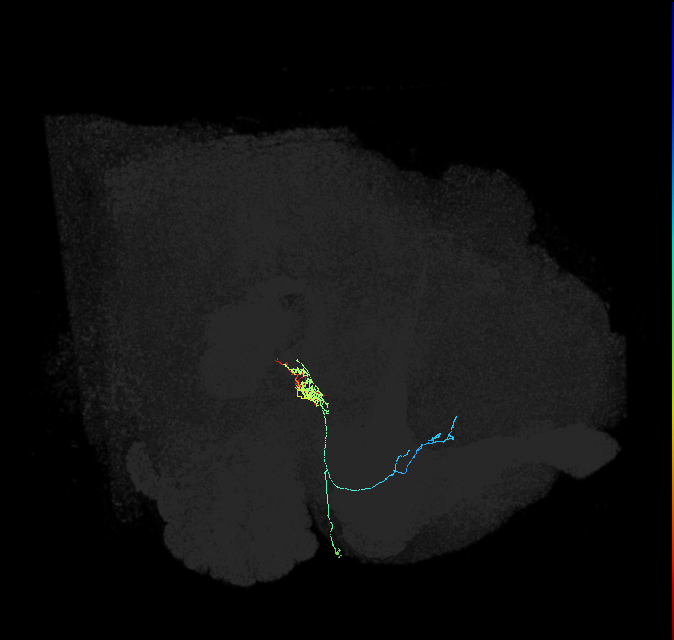 adult anterior optic tubercle neuron 040