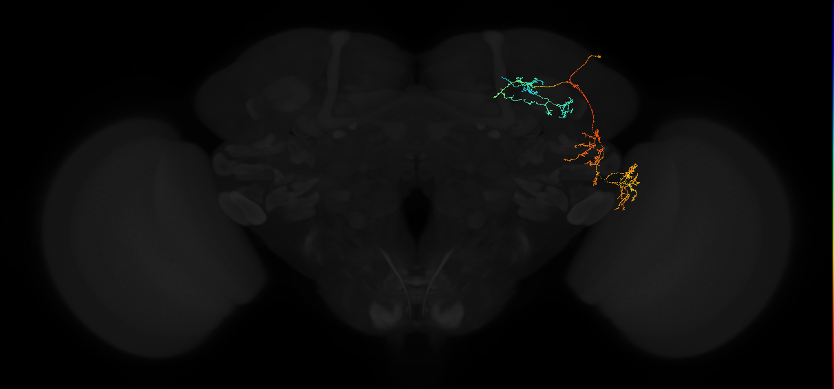 adult anterior optic tubercle neuron 044