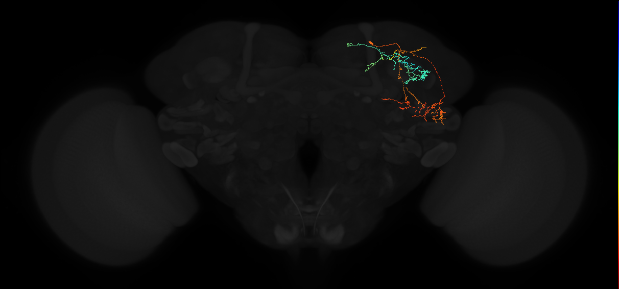 adult anterior optic tubercle neuron 047