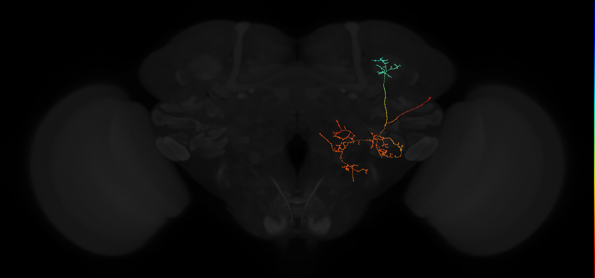 adult anterior optic tubercle neuron 052