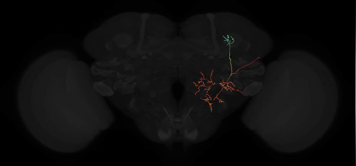 adult anterior optic tubercle neuron 052