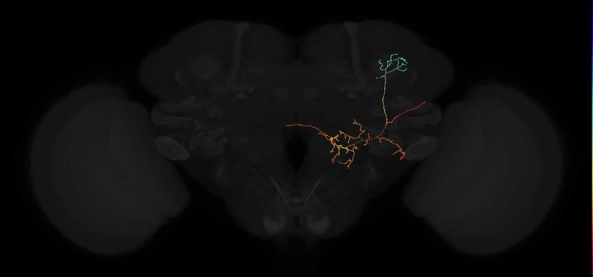 adult anterior optic tubercle neuron 053