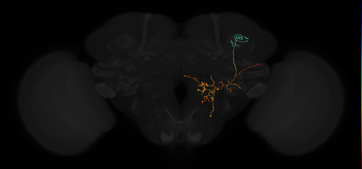 adult anterior optic tubercle neuron 053