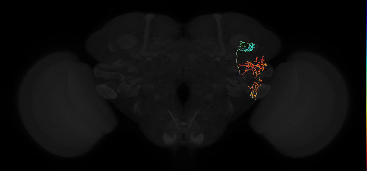 adult anterior optic tubercle neuron 055