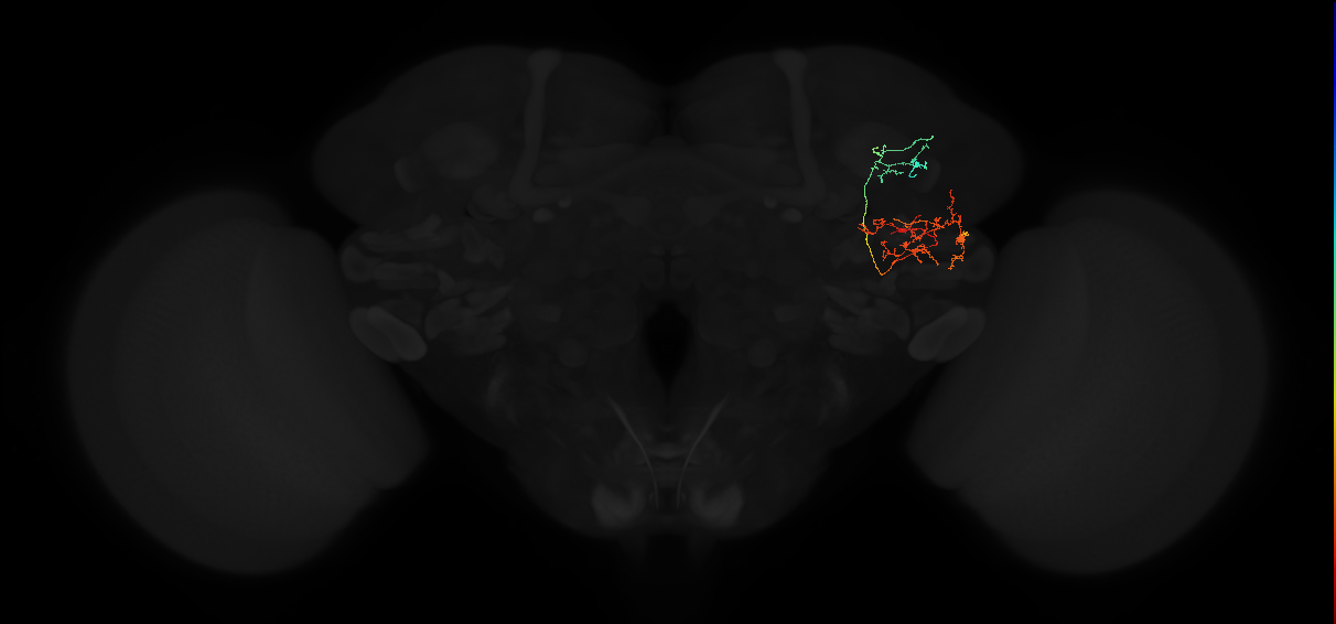 adult anterior optic tubercle neuron 056