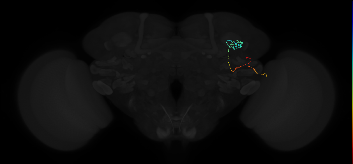 adult anterior optic tubercle neuron 058