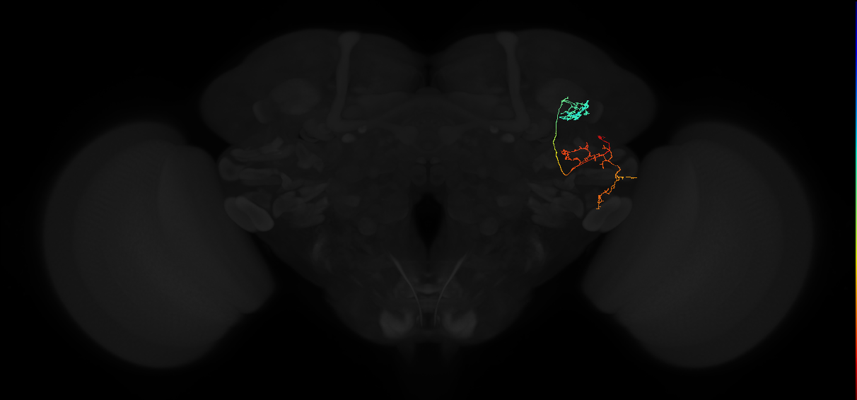 adult anterior optic tubercle neuron 058
