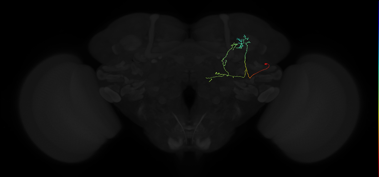 adult anterior optic tubercle neuron 062