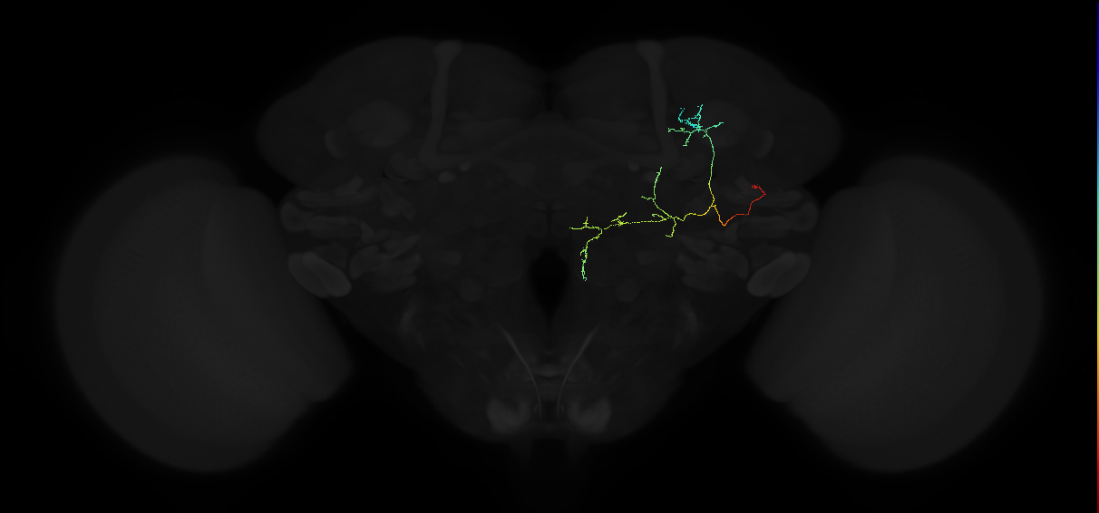 adult anterior optic tubercle neuron 062