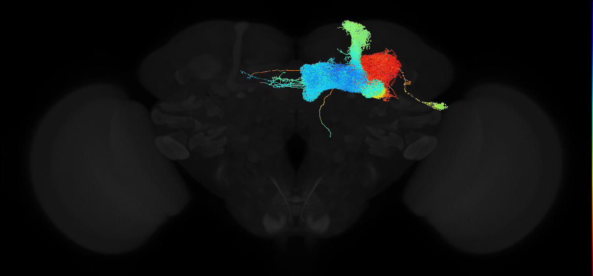 adult central brain intrinsic neuron