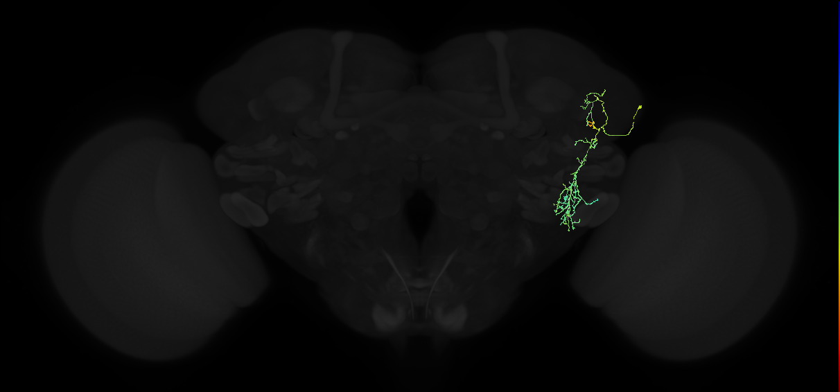adult anterior ventrolateral protocerebrum neuron 003