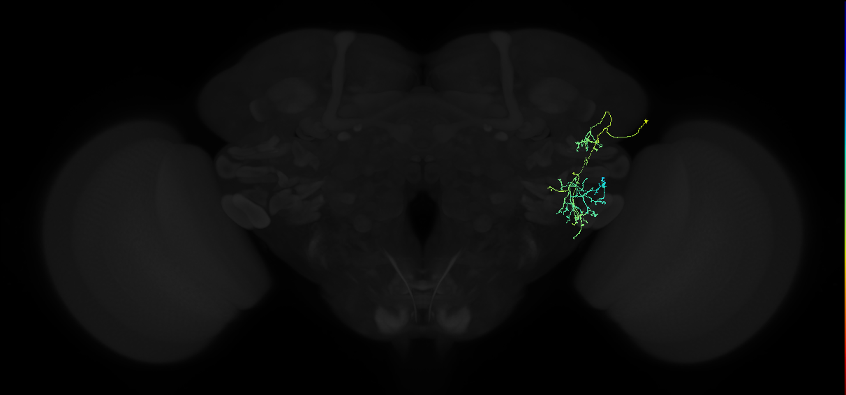 adult anterior ventrolateral protocerebrum neuron 003