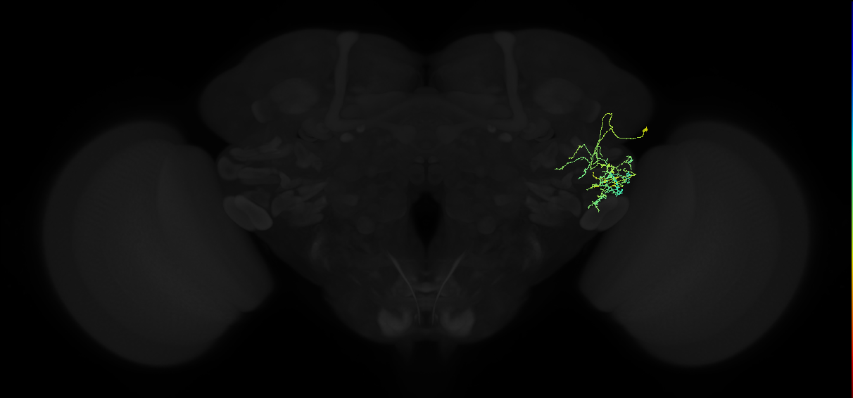 adult anterior ventrolateral protocerebrum neuron 004