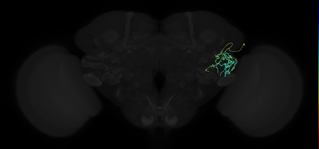 adult anterior ventrolateral protocerebrum neuron 004