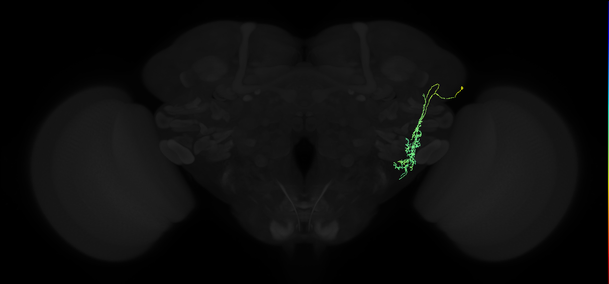adult anterior ventrolateral protocerebrum neuron 005