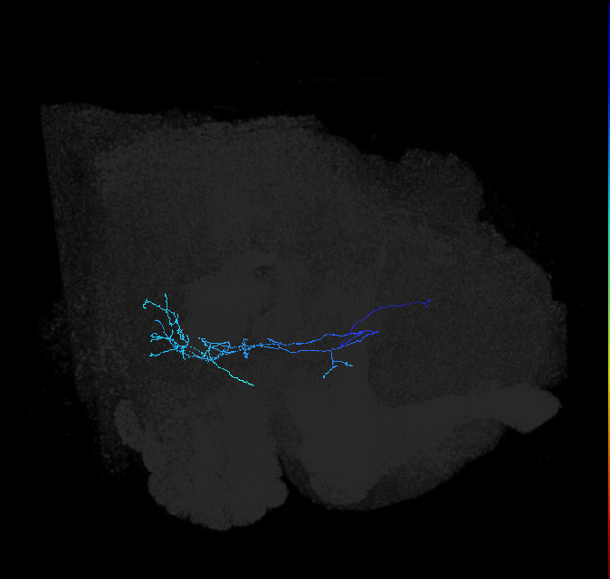 adult anterior ventrolateral protocerebrum neuron 005