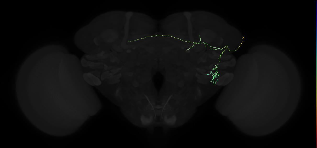 adult anterior ventrolateral protocerebrum neuron 009