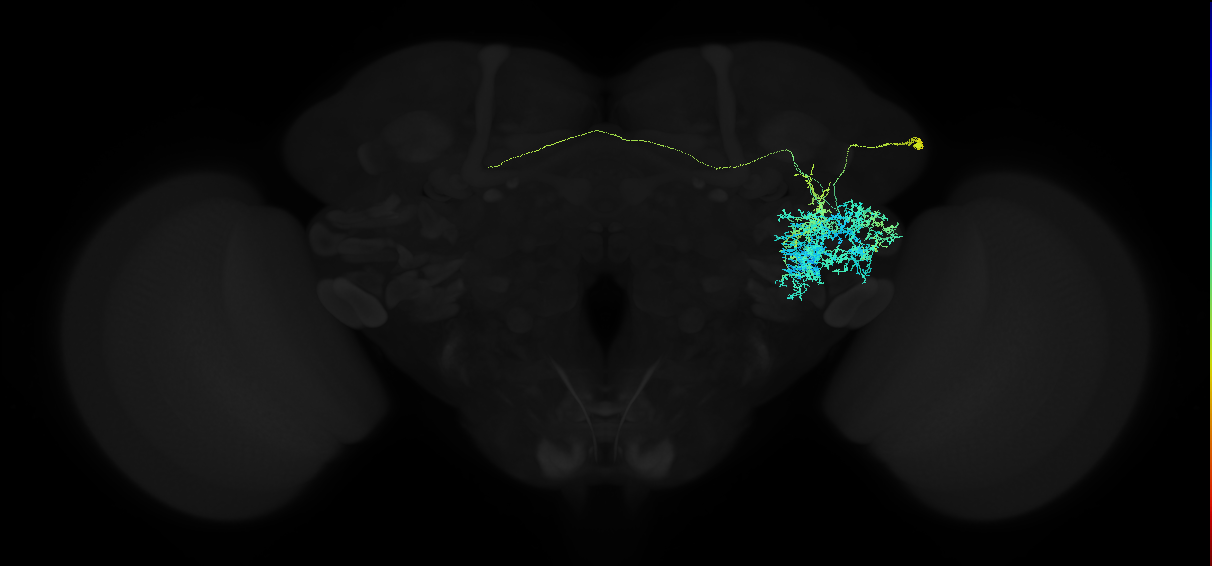 adult anterior ventrolateral protocerebrum neuron 019