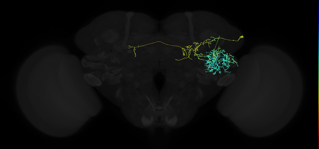 adult anterior ventrolateral protocerebrum neuron 020